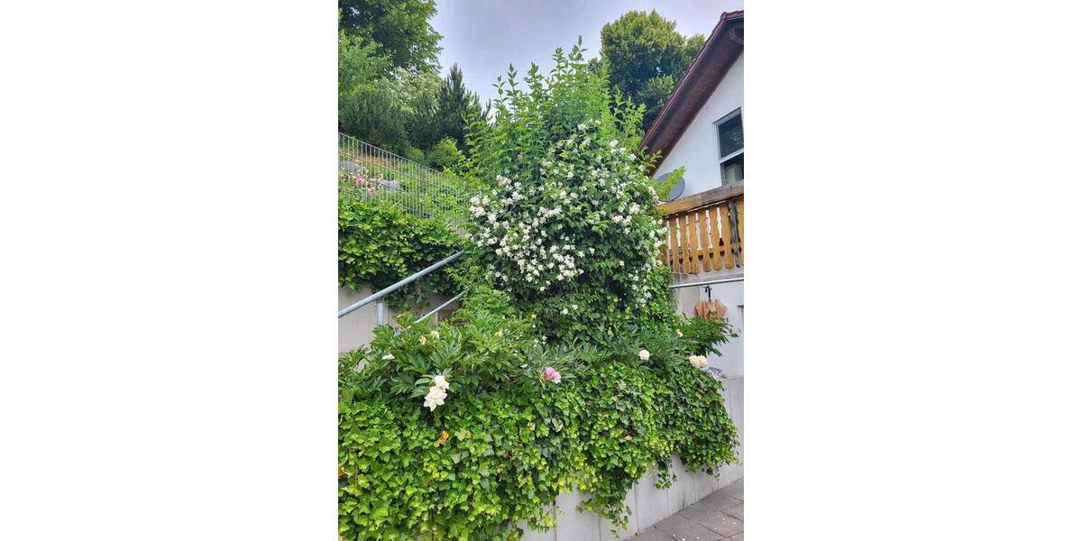 Etagenwohnung Ehingen (Donau) - 1 Zimmer, 36 m&sup2;, 482&euro; | Angebot:27570587