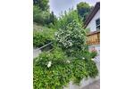 Etagenwohnung Ehingen (Donau) - 1 Zimmer, 36 m&sup2;, 482&euro; | Angebot:27570587