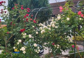 Wohnung Ehingen (Donau) - 1 Zimmer, 30 m&sup2;, 530&euro; | Angebot:27583332